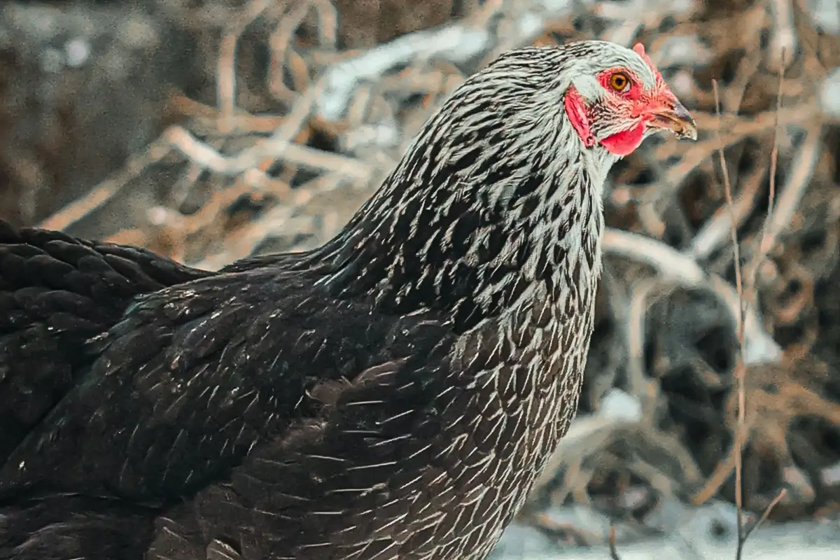At 20°F, Here’s How to Keep Chicken Water From Freezing