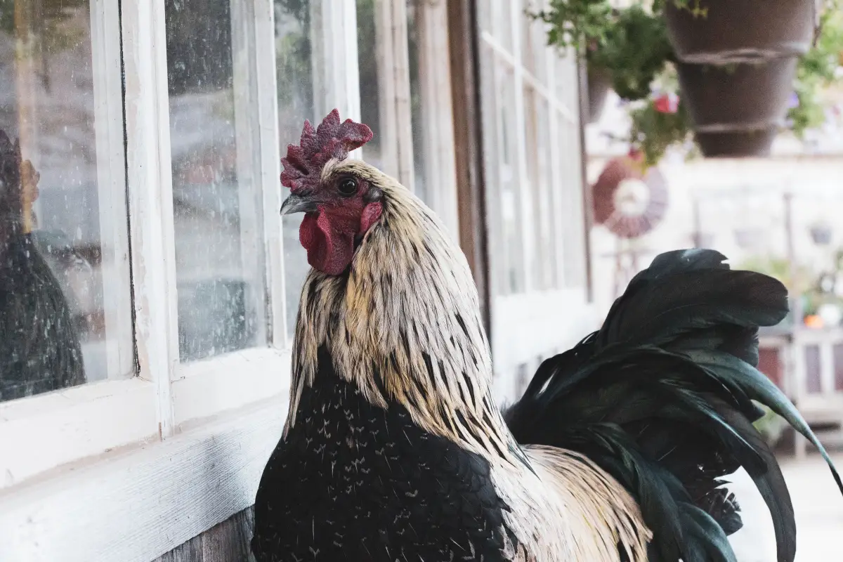 The 30-Day Window Most Chicken Keepers Miss for a Special Permit