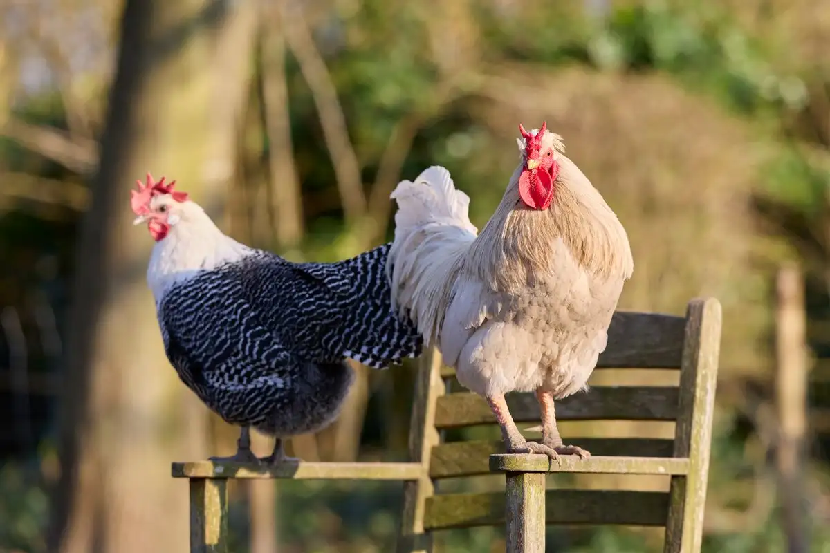 How to Add New Chicken Breeds to a Flock So the Pecking Order Actually Settles