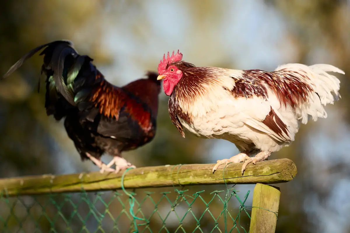 Are You Misreading Your Chicken Code? The Silent Mistake That Gets Permits Denied