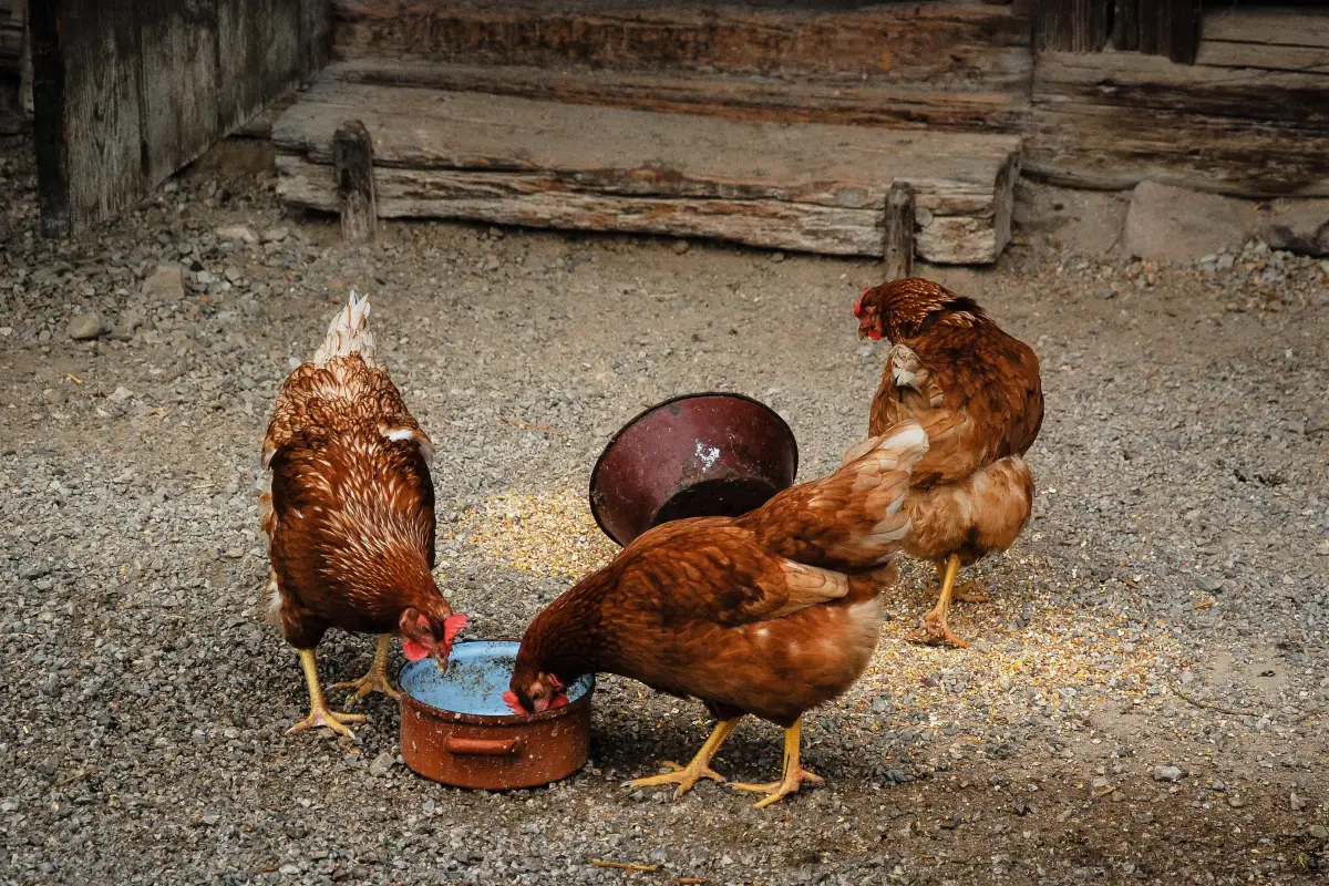 Backyard Chicken Nutrition: Extension-Approved Feeding Guide