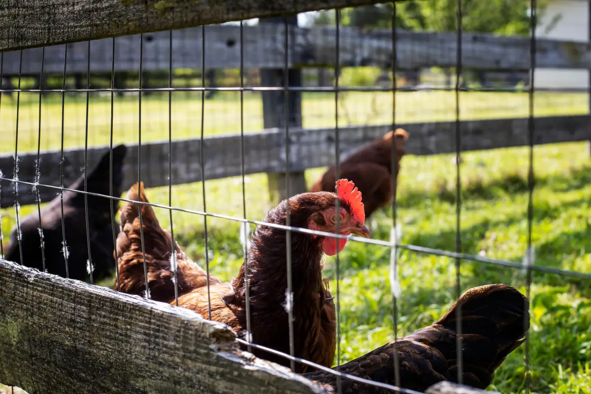 Backyard Chicken Run Standards That County Extension Agents Swear By