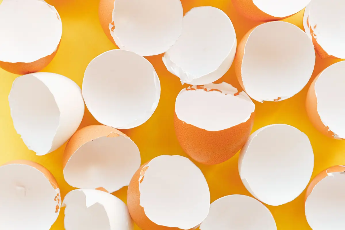 Baking Eggshells for Chicken Calcium: The Exact Steps