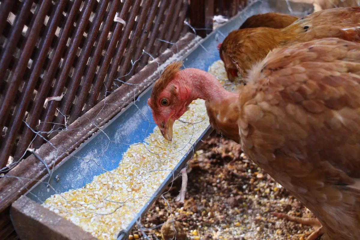 Finally, a Balanced Homemade Chicken Feed Formula That Works