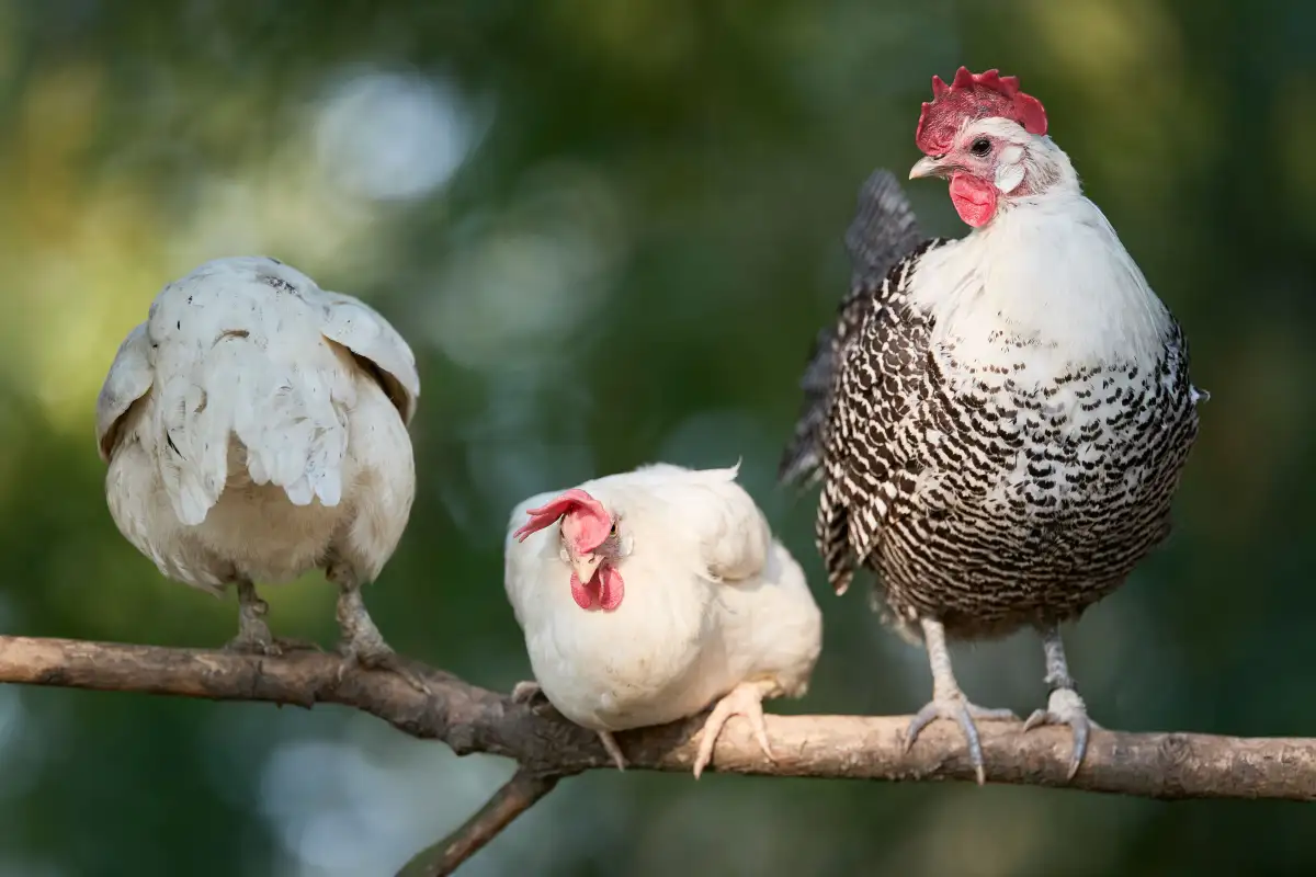 Bantams Aren't Just Smaller Chickens in a Small Yard