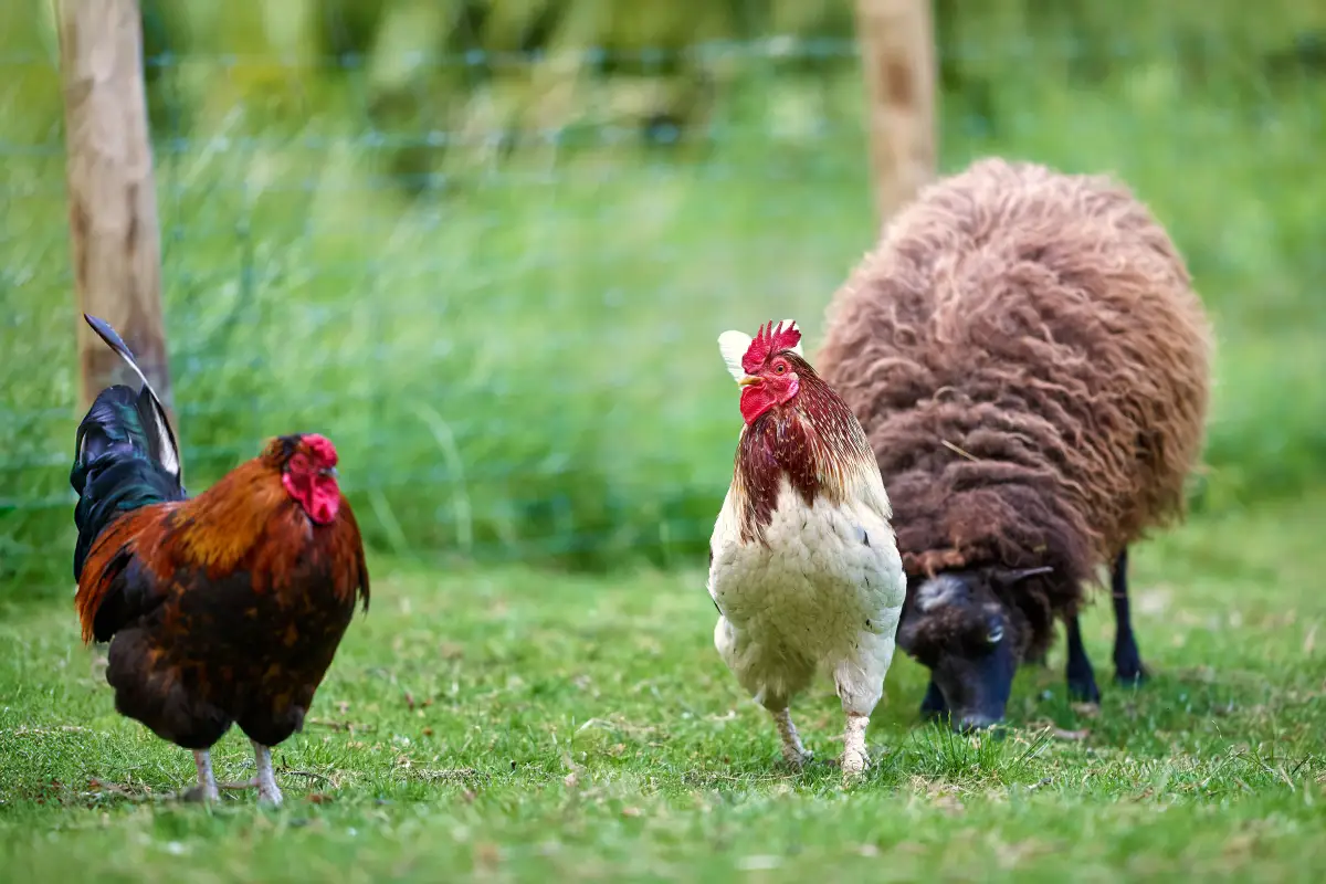 Before You Appeal: The Variance That Could Save Your Flock