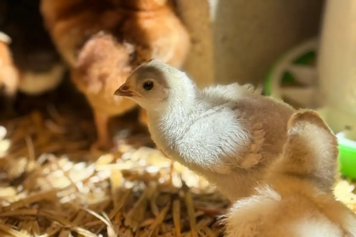 Before You Treat a Sick Chick, Check These 3 Things First