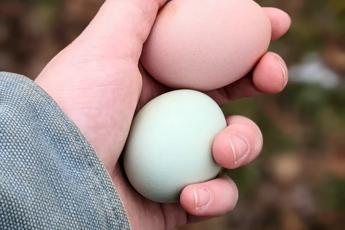 Blue Eggs Don't Come From One Breed, and That Changes How You Choose