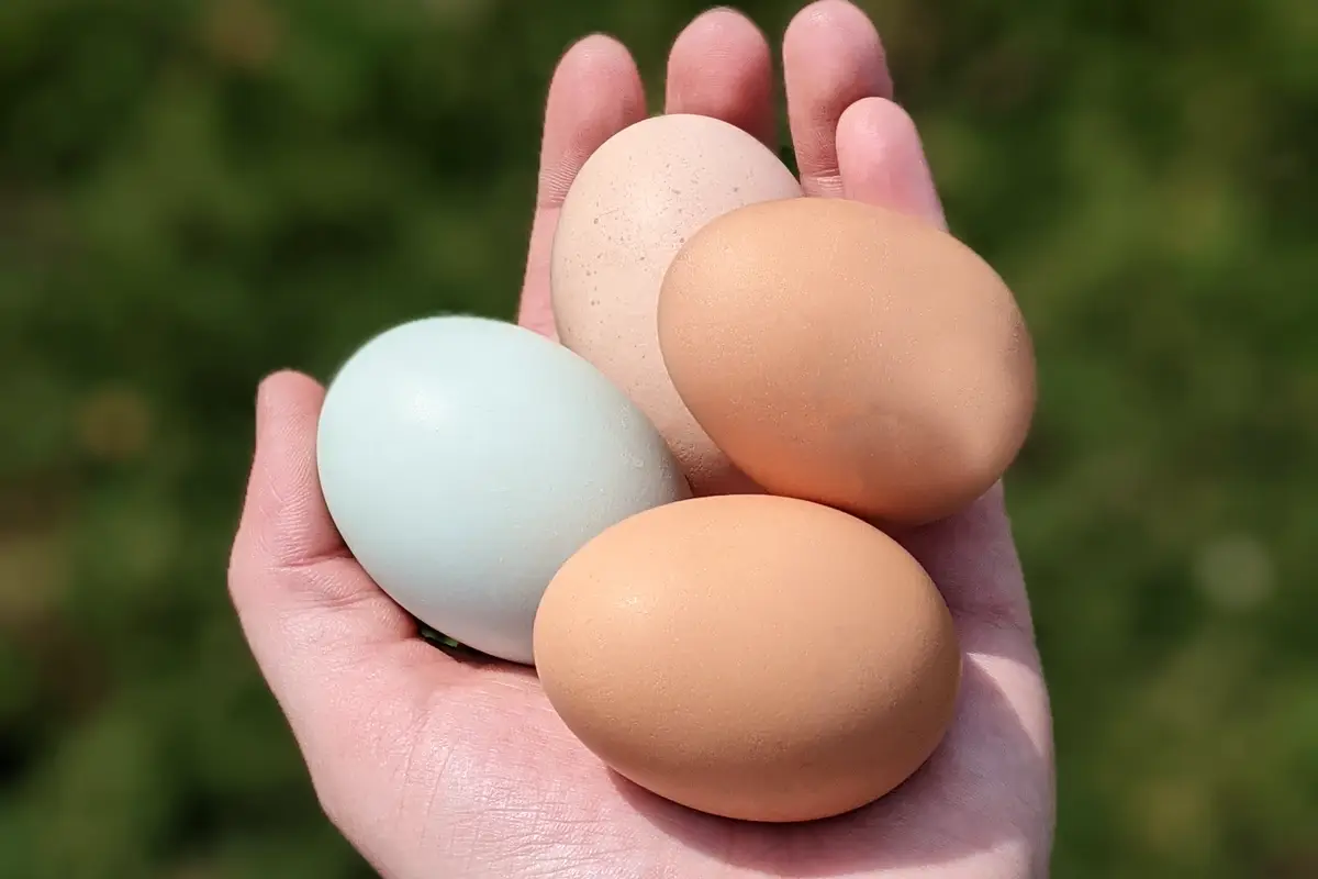 What Breed Genetics Decide About Your Eggs Before You Buy