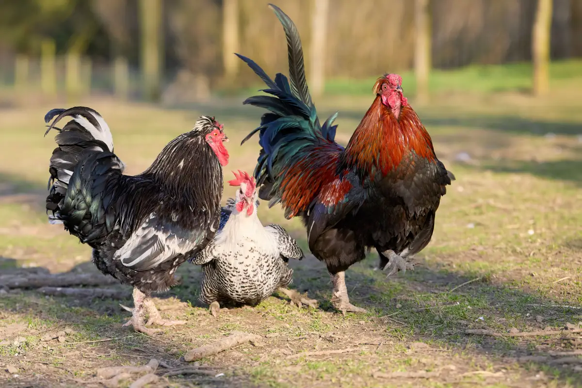 The Breed Mistake That Steals Your Small Yard's Peace