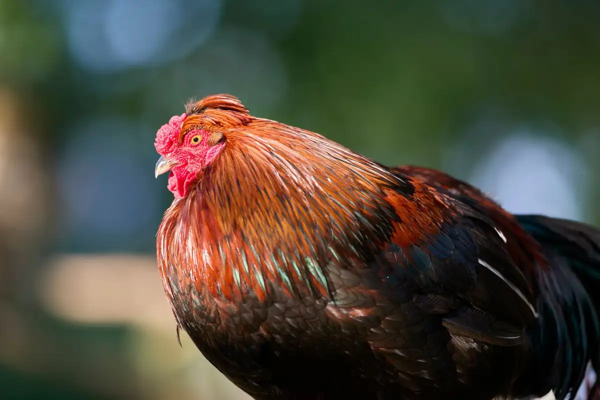 The Breed Traits That Matter Most Before a Cold Snap or Heat Wave