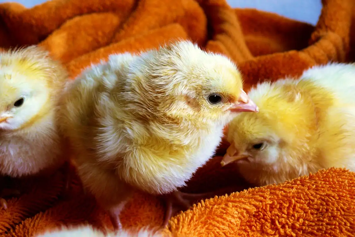 The Brooder Cleaning Habit Spreading Disease in Your Flock