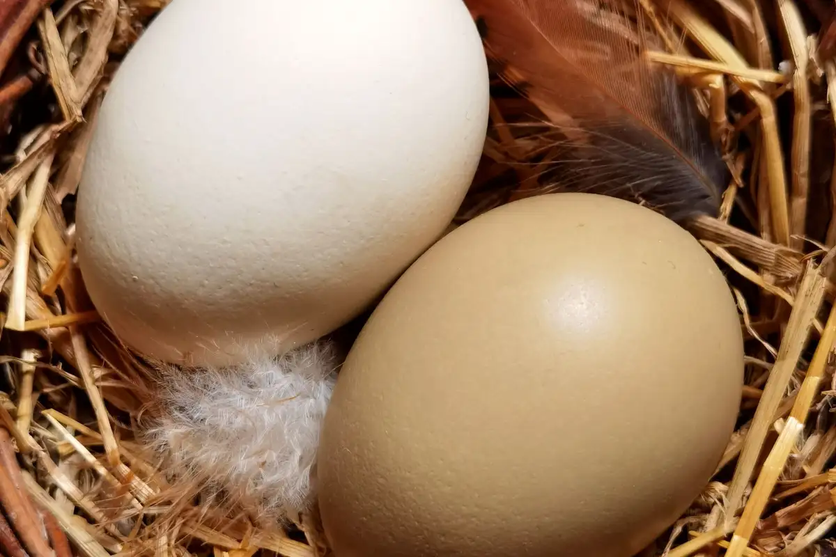 Why Your Best Brown Layer's Eggs Turn Pale by Late Summer