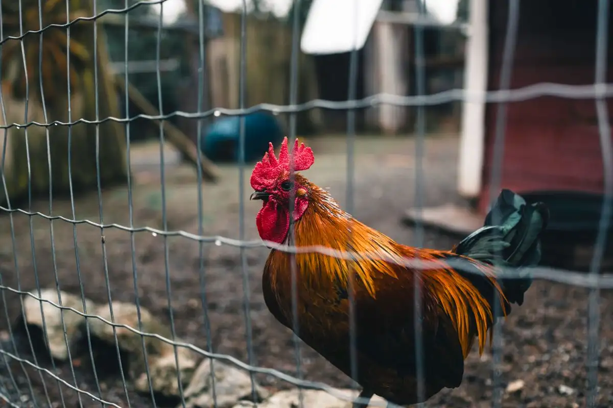 How to Build a Run That Leaves No Opening for Predators