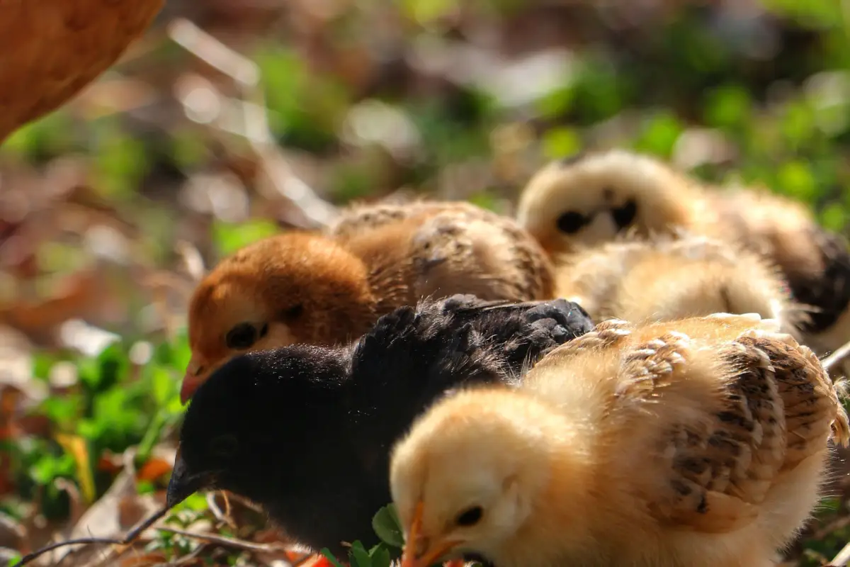 Weekly Chick Space Requirements: 0.5 to 2 Sq Ft Per Bird
