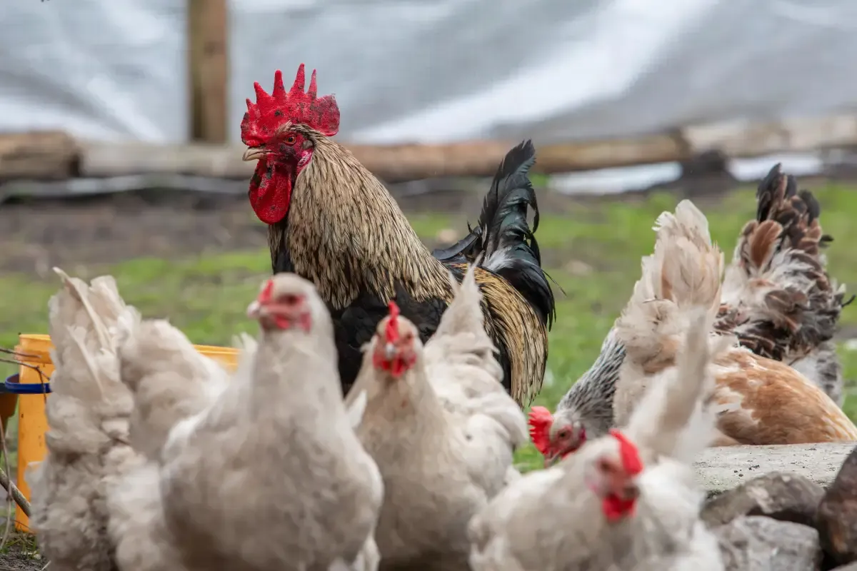 Chicken Behavior Secrets: What Your Flock Is Really Saying