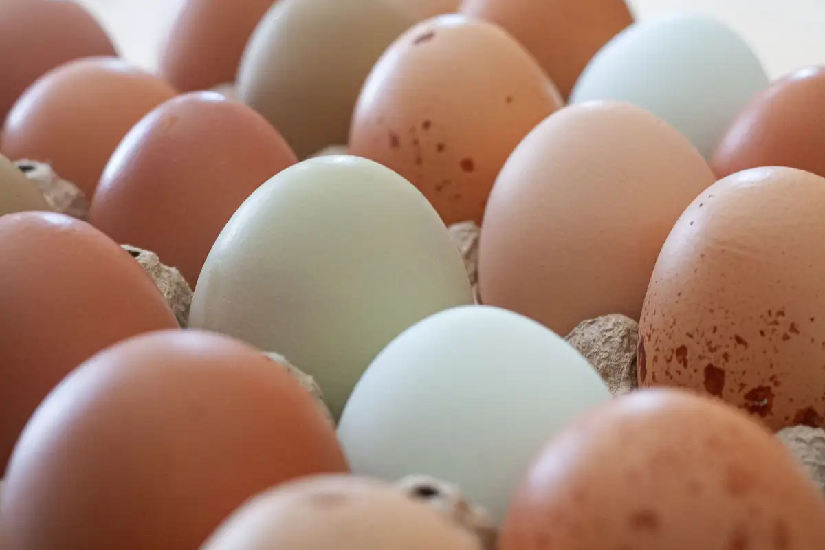 Which Chicken Breeds Lay Blue Eggs, and Why Green Shows Up in the Cross