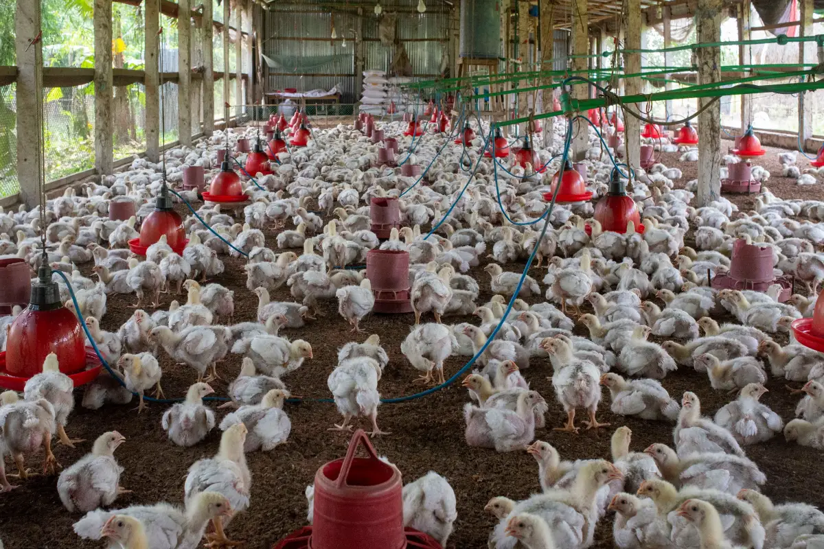 Chicken Care: The System Extension Specialists Rely On