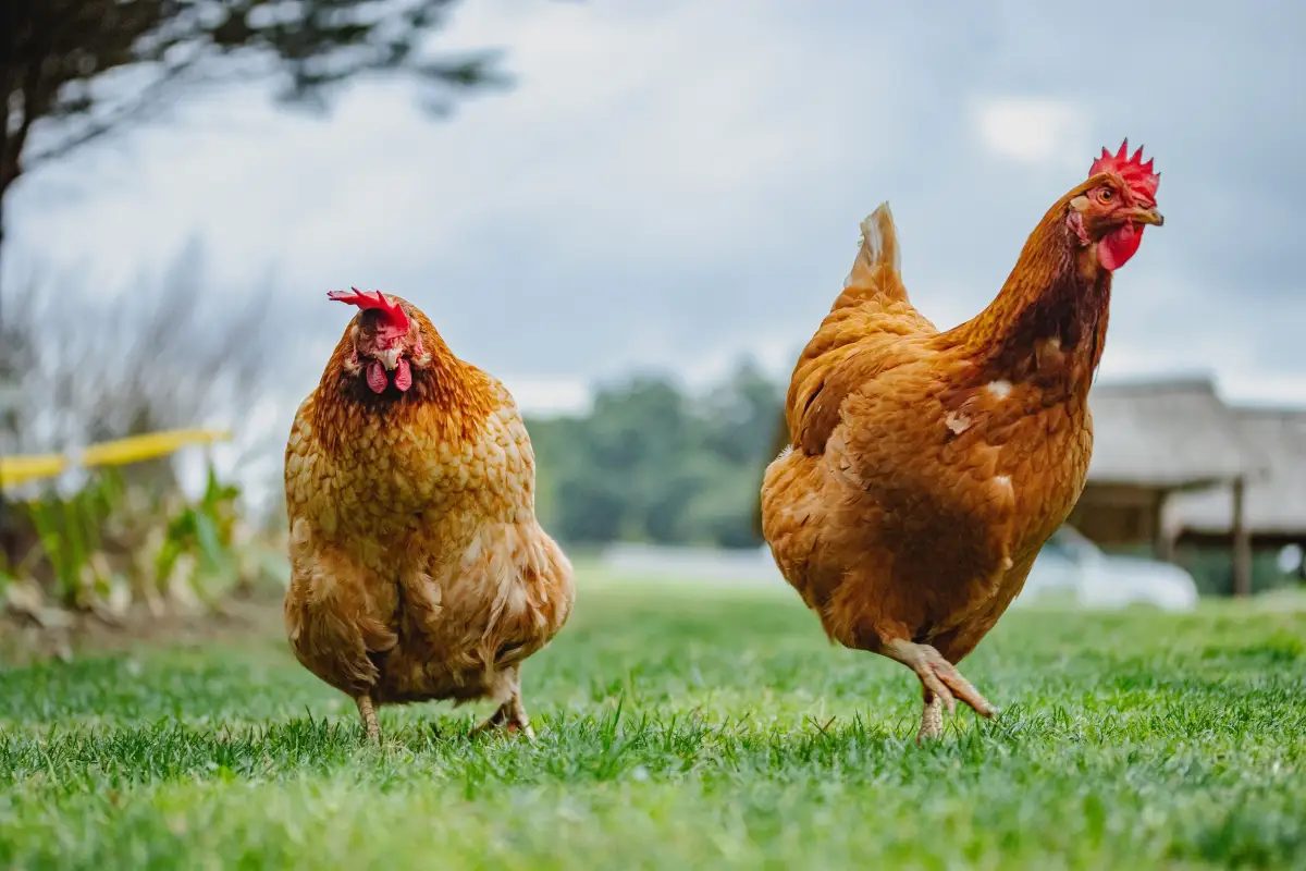 Get Your Chicken Permit Approved: A Realistic Step-by-Step Plan