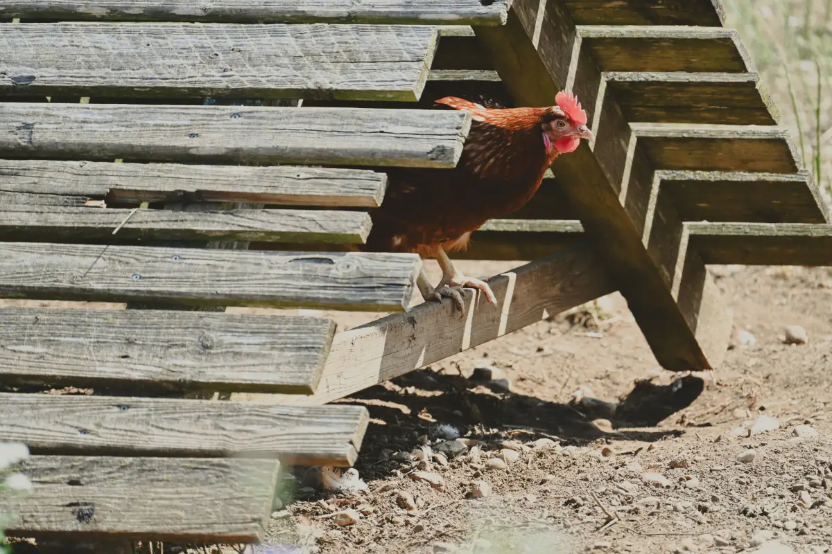 Chicken Run Construction: The Lumberyard Pro's Step-by-Step Layering Method