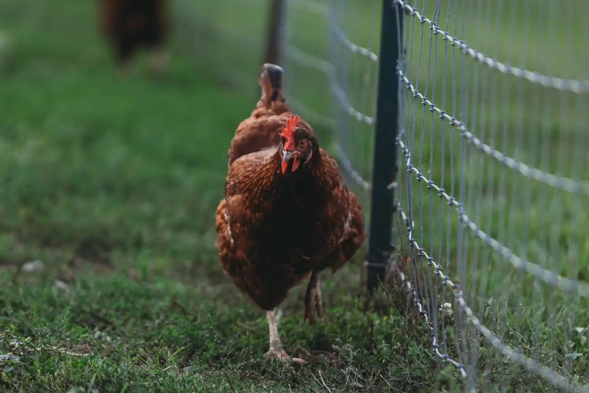Why Chicken Wire Is Not a Predator Barrier