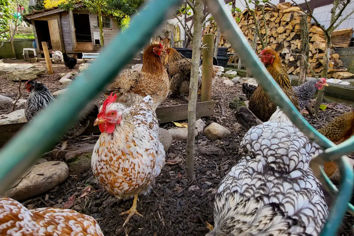 If Your Chickens Are Trapped in the Coop All Day, Read This