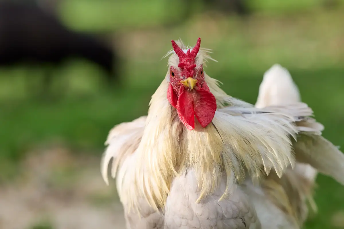 Confused by Chicken Permit Rules? Here's Exactly Where to Look