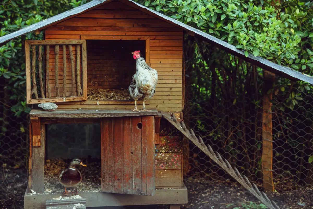 The Coop Design Flaw That Lets Predators In Every Night