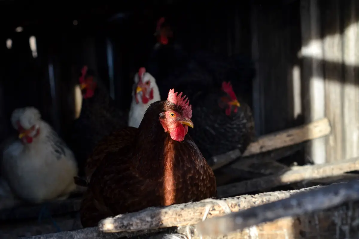 The Coop Insulation Myth That's Ruining Your Flock's Health