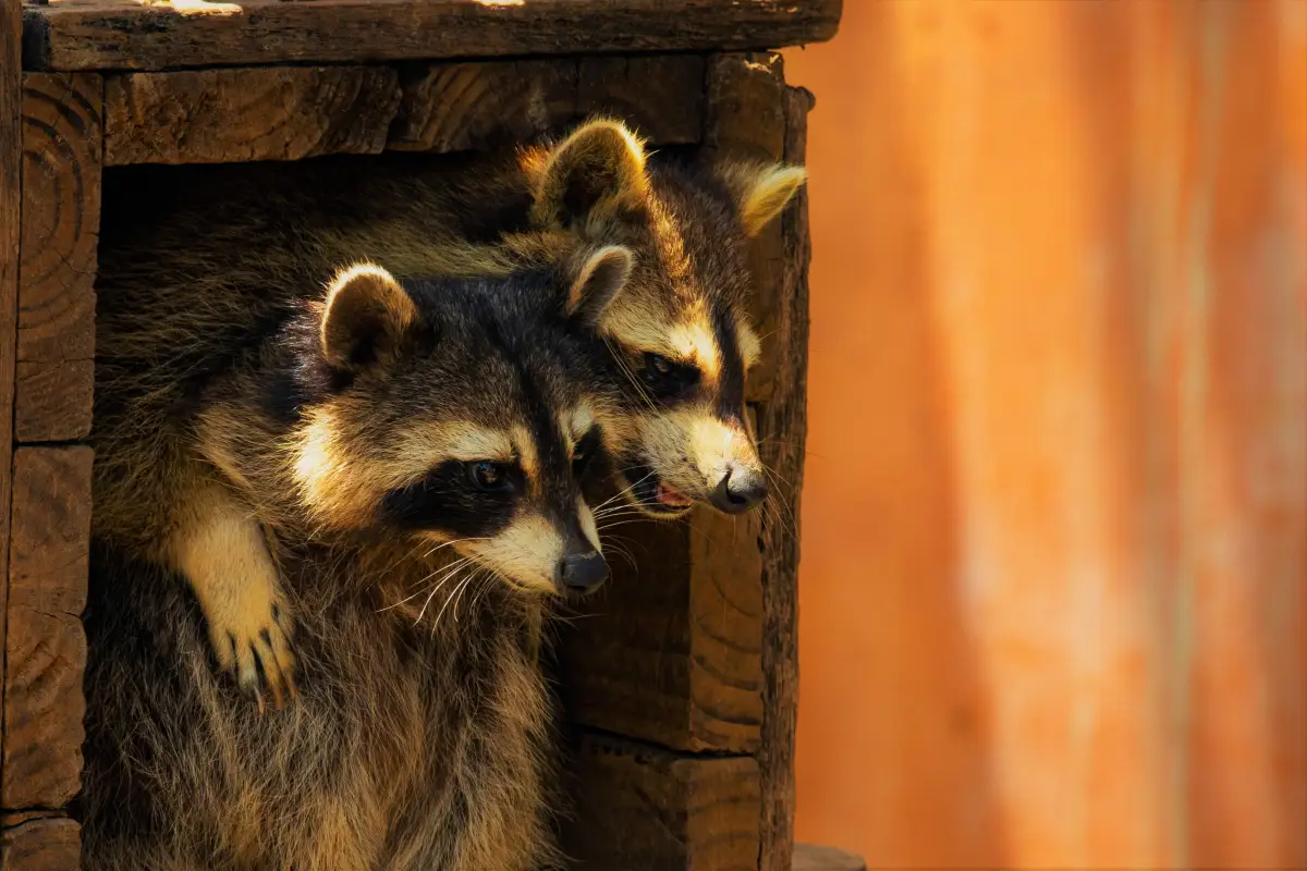 The Coop Security Gaps That Let a Raccoon Kill Your Flock
