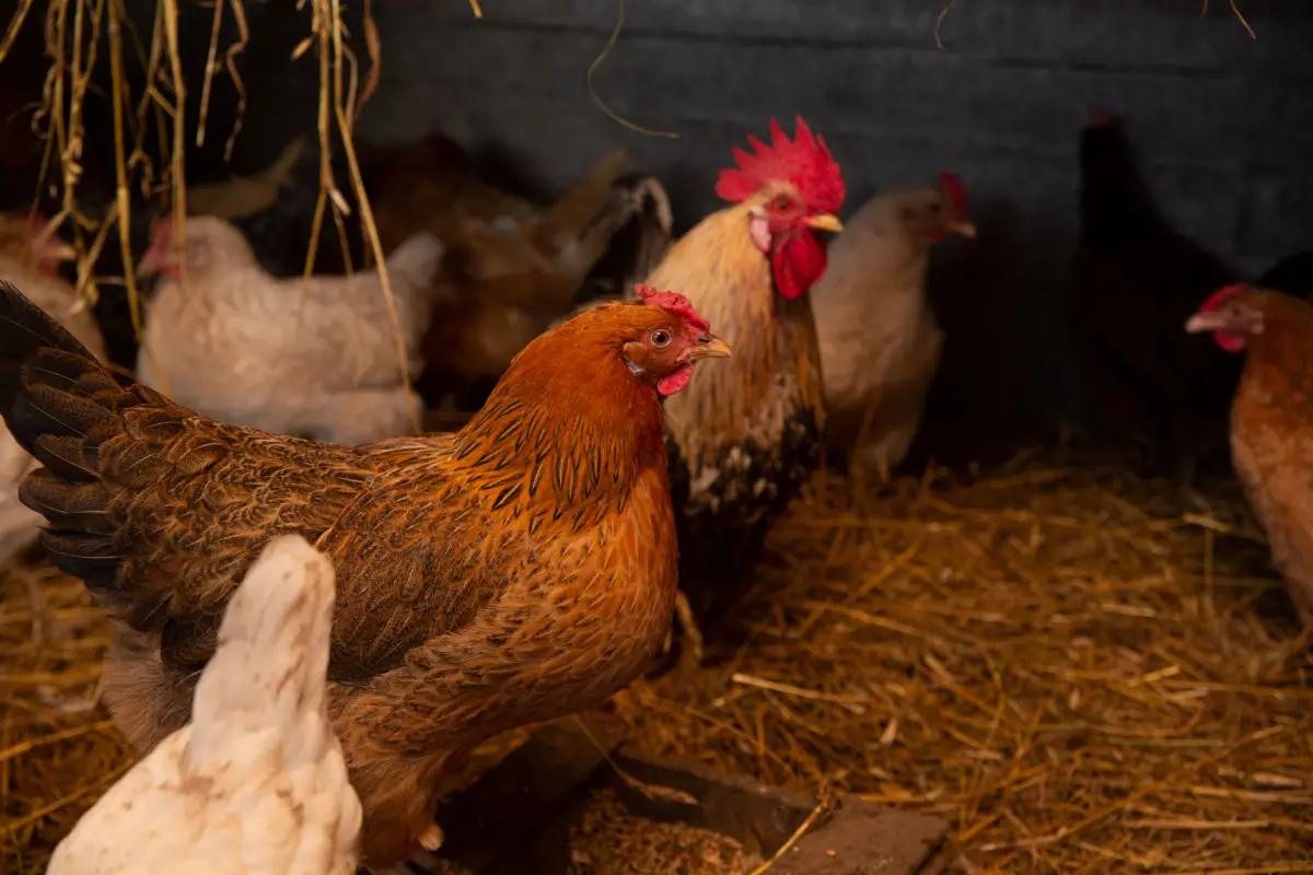 Is Your Coop Ventilation Secretly Harming Your Flock?