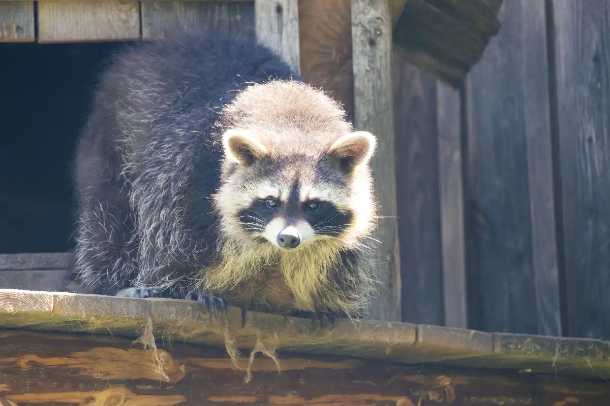 The Corner Raccoons Peel Back First — Hardware Cloth and Apron Fencing That Hold