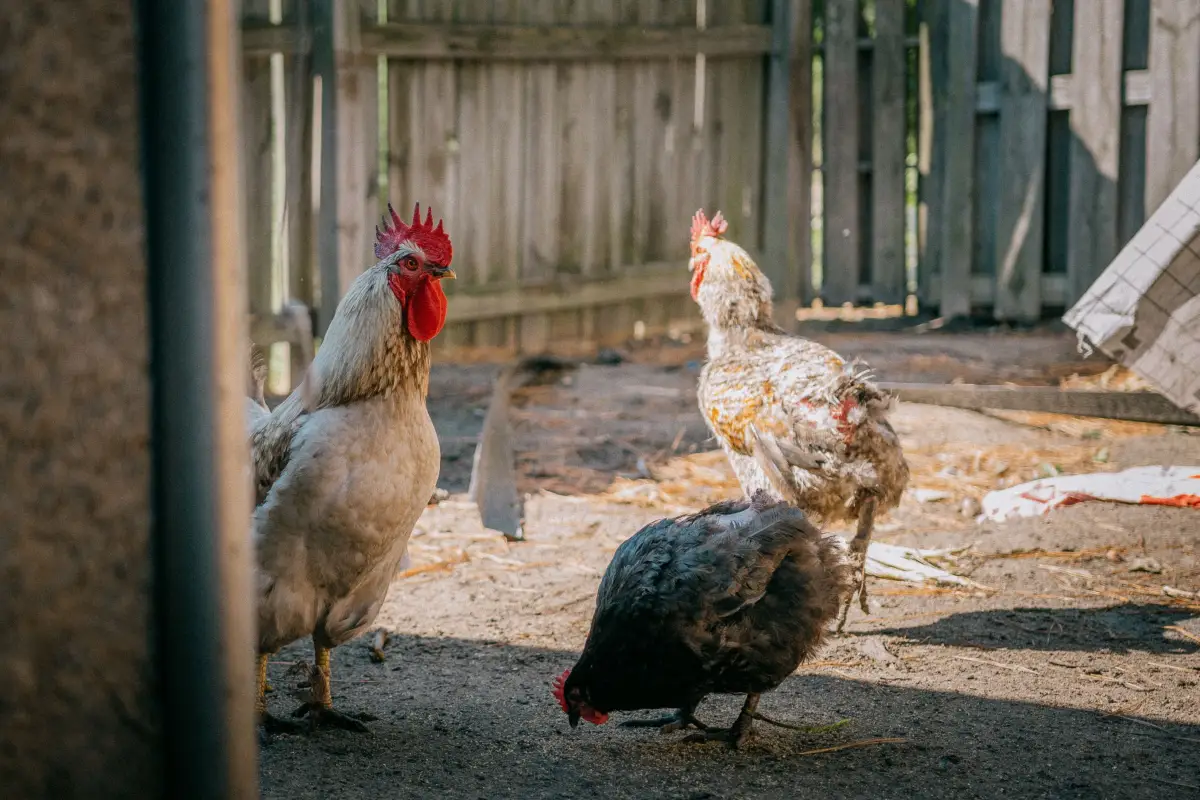 The Cost of Misreading Your Town’s Chicken Ordinance
