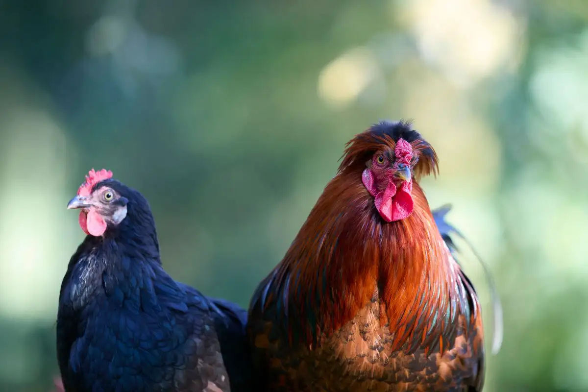 What Counts as a Heritage Chicken Breed, and Why Keepers Still Choose Them