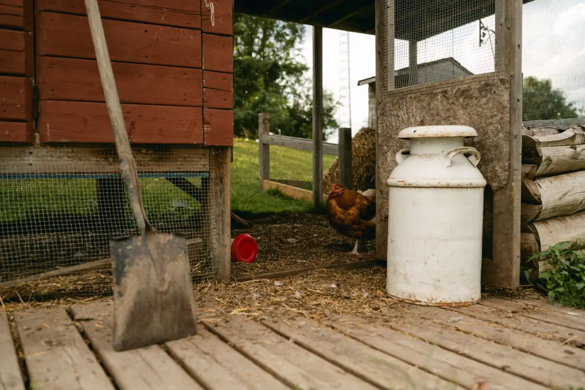 DIY Chicken Coop Plans That Even Beginners Can Build
