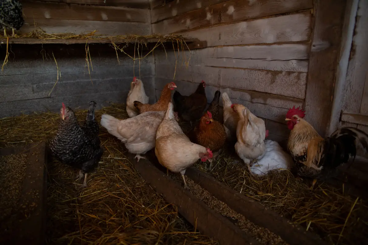 Why a Draft-Free Coop Is More Dangerous Than You Think