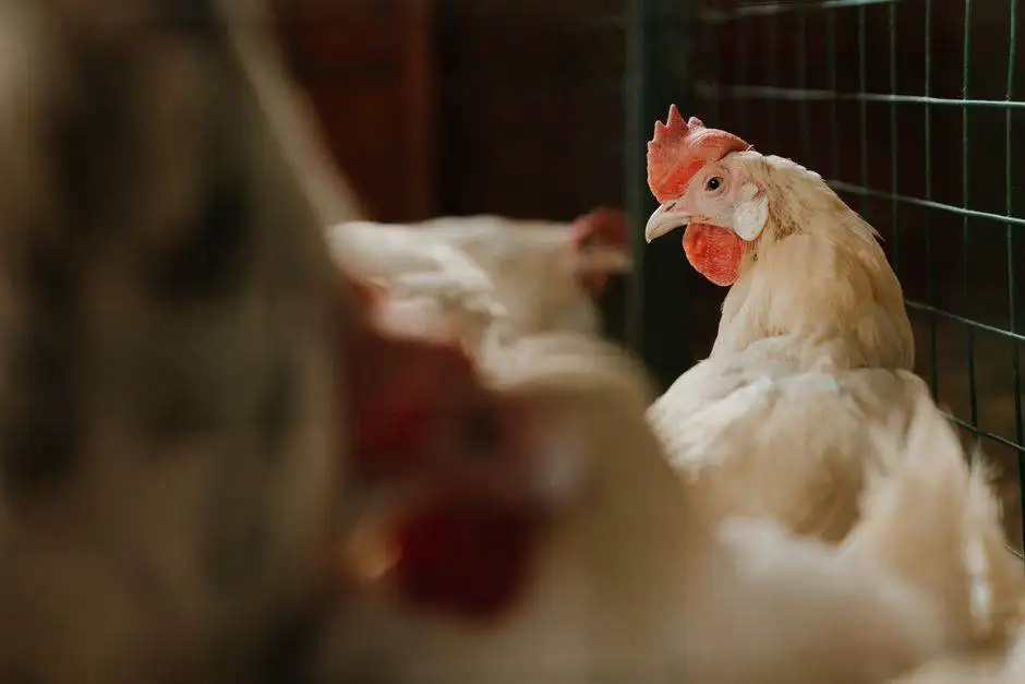 The Dual-Purpose Breed Mistake That Costs You Meat and Eggs