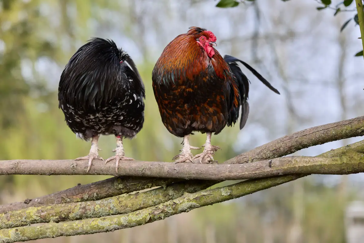 Dual Purpose Chicken Breeds: Extension-Recommended Picks