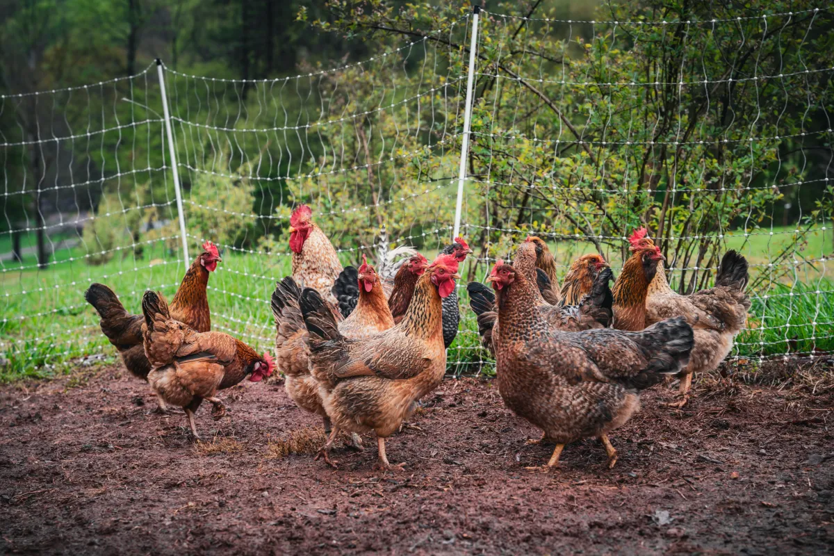 Dual Purpose Chickens: The Small-Flock Keeper's Complete Guide