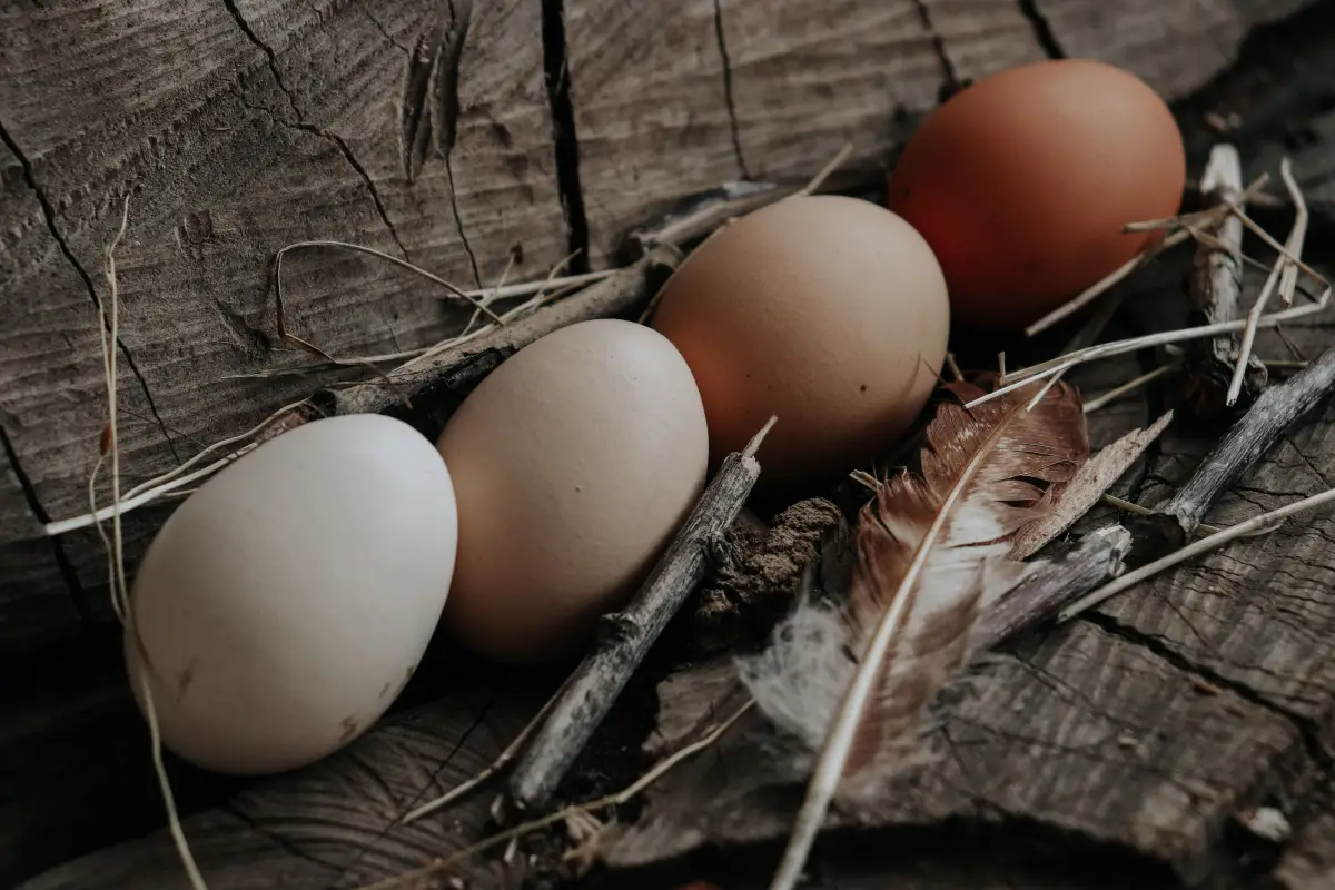 The Egg Handling Step Most Backyard Keepers Skip