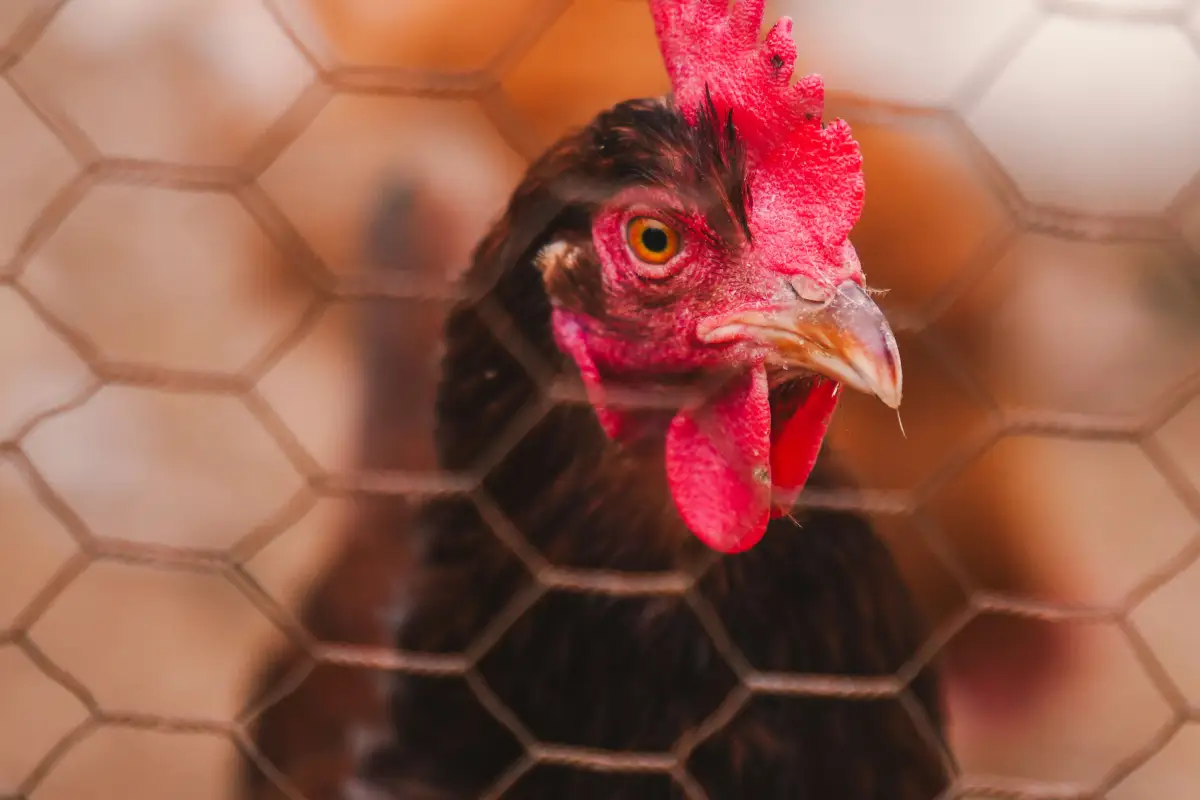 Electric Netting: 3 Setup Steps to Stop Predators Cold