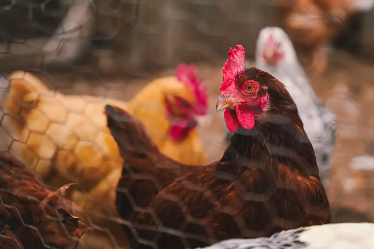 The Extension-Approved Guide to Coop Ventilation