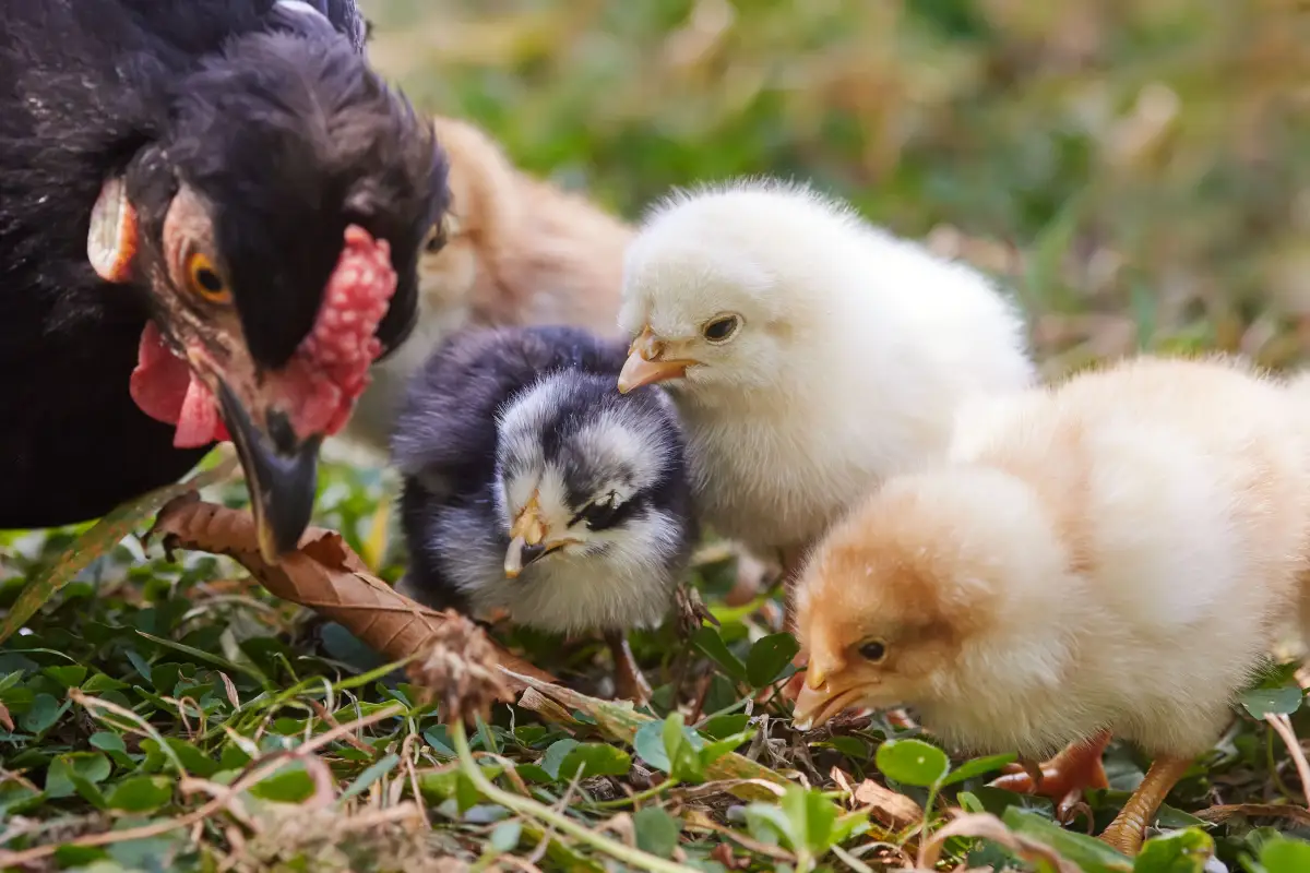 Extension-Approved Method to Add New Chickens