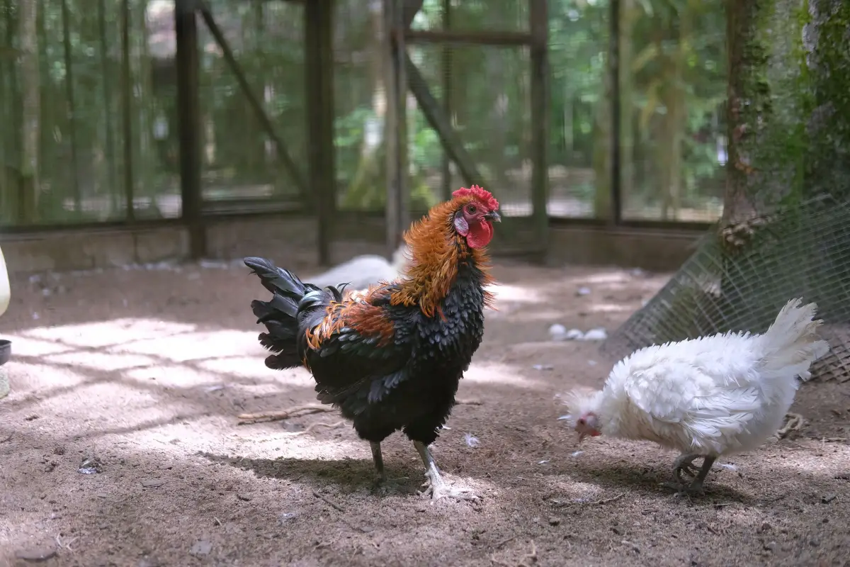 Feather Pecking Won't Stop? Try These 5 Run Enrichments That Actually Work