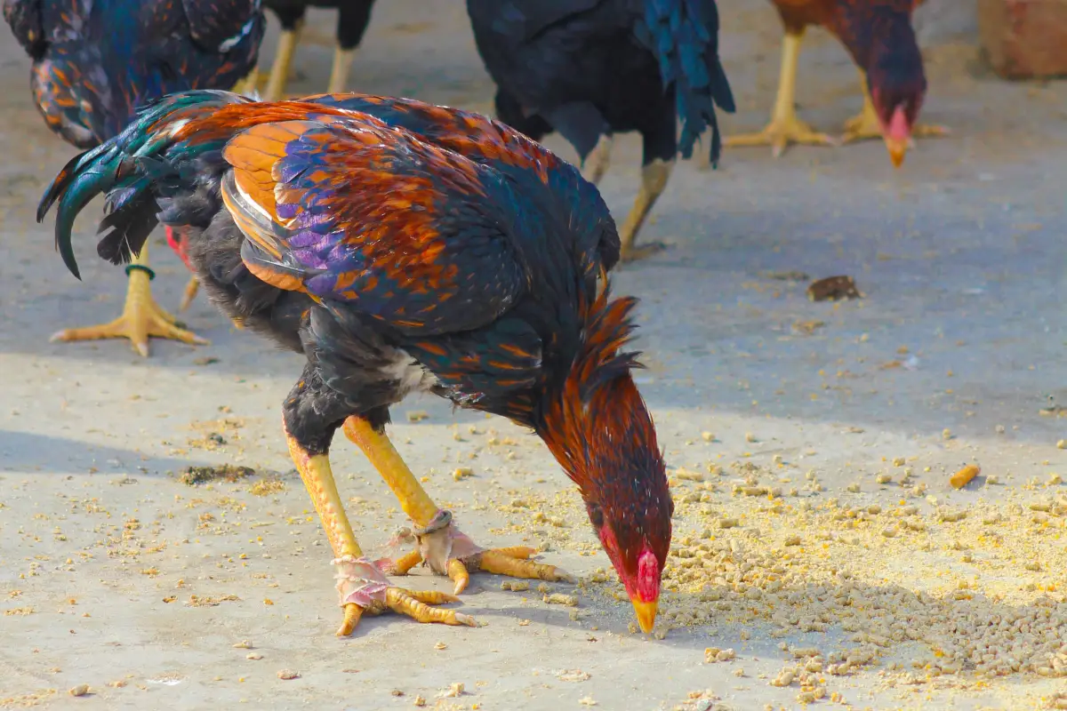 Feeding Scratch Grains Wrong This Summer Can Overheat Flocks