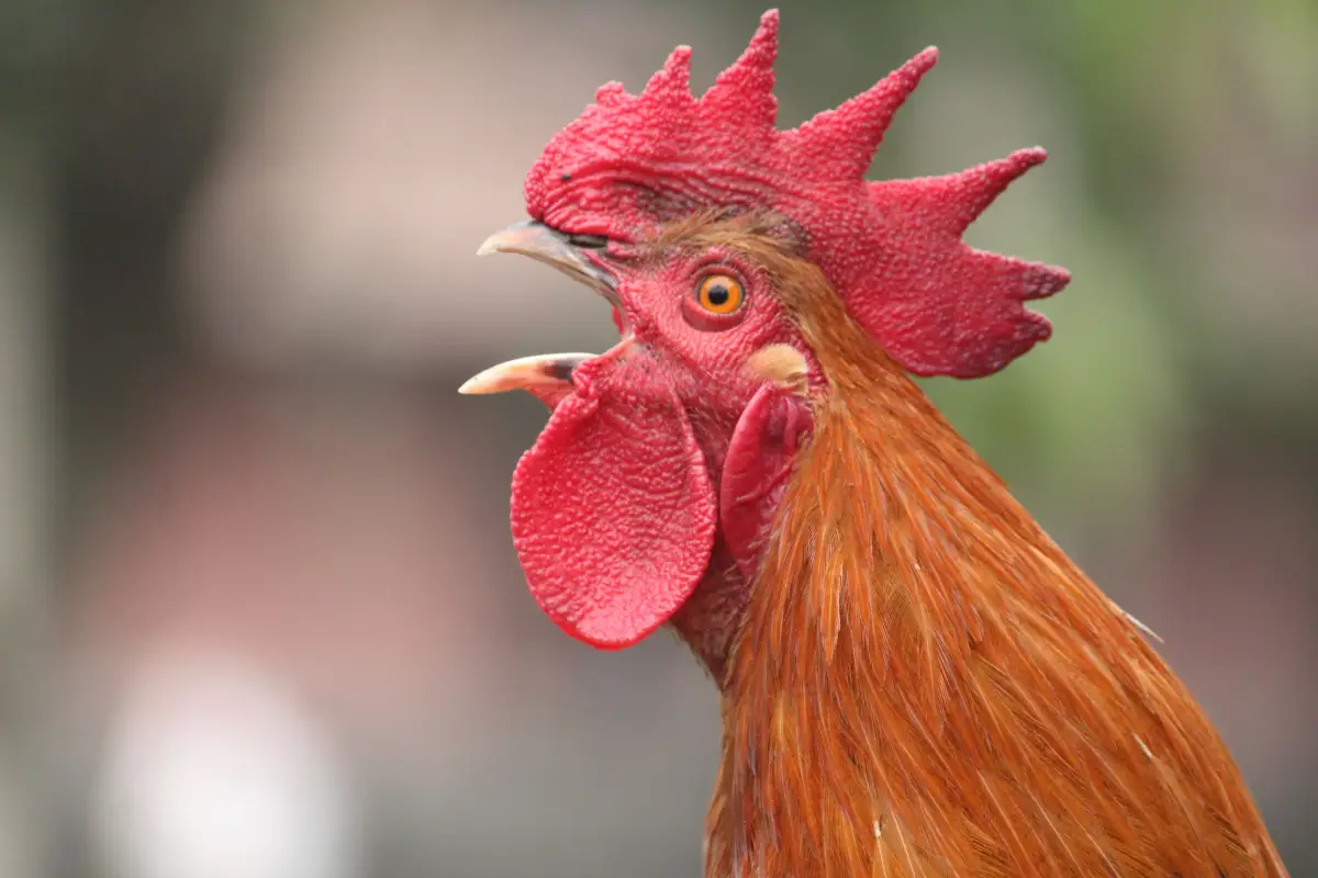 The 50-Decibel Limit: How Extension Defines a Quiet Chicken