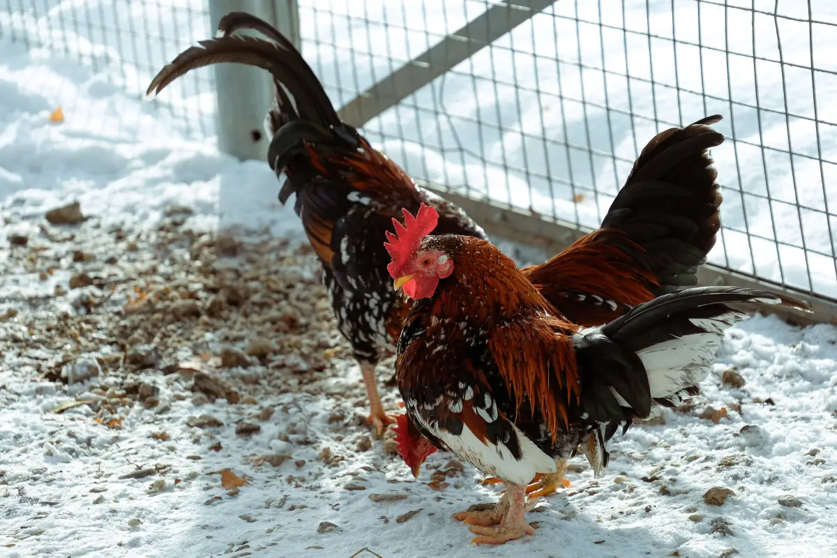 Finally, a Winter Ventilation Plan That Doesn't Draft Your Flock