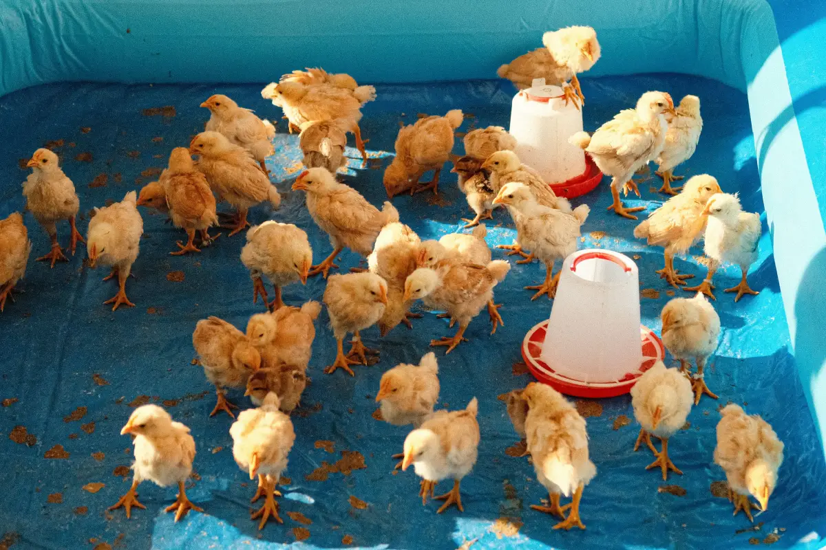The Complete First-Time Chicken Keeper’s Brooder Setup Guide
