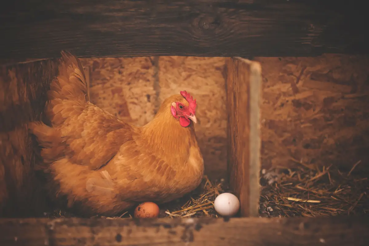 5 Layer Feed Mistakes That Quietly Drain Egg Production