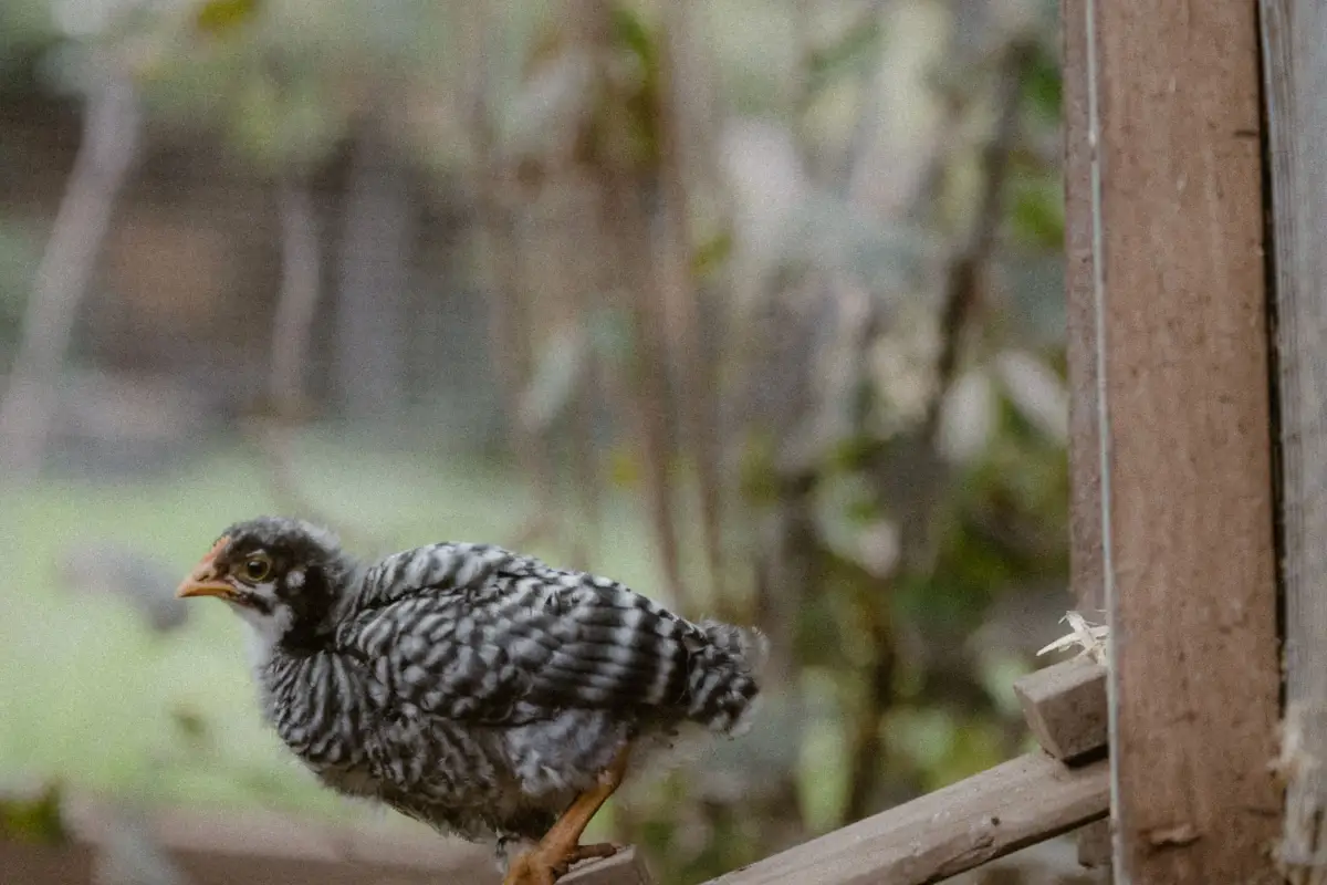 5 Predator-Proofing Mistakes That Leave Your Coop Vulnerable